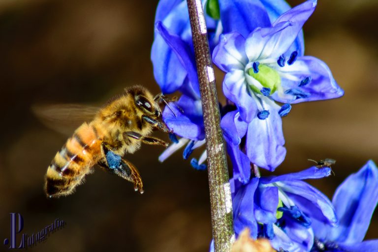 Eine fleißige Biene