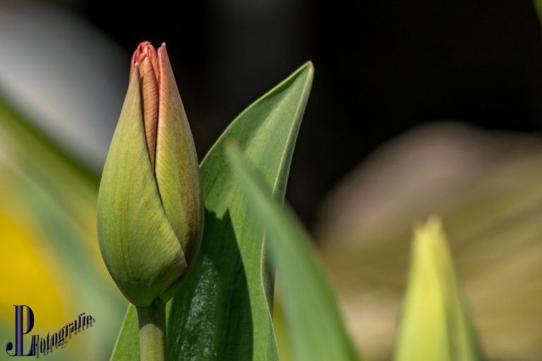 Frühling im eigenen Garten