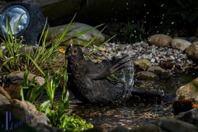 Vögel an der Wasserstelle