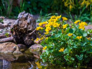 Die Sumpfdotterblume