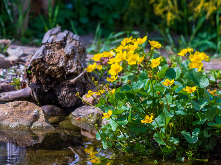 Die Sumpfdotterblume