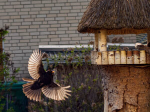 Der Vogel fliegt …