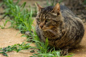 Der Stubentiger in der Wildnis