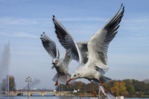 Möwen im Flug